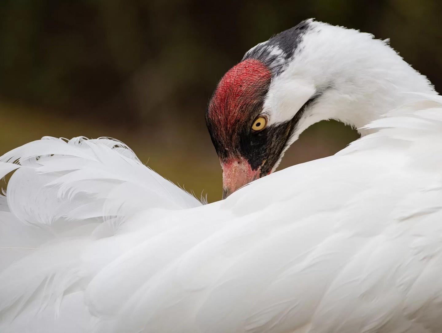 Save the Date: Attend the Grand Opening and Dedication of @sylvanheights_birdpark's Whooping Crane Aviary on May 5
ℹ️ Event info: Link in bio
.
📷 Sylvan Heights Bird Park Website
#DiscoverHalifaxNC #VisitNC #VisitHalifaxNC