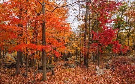 Fall is here. Have you scheduled your getaway to see all the colors at Medoc Mountain State Park in Hollister, NC yet? 🍂🍁
(📸: NNorth Carolina State Parks and Recreation) 
#DiscoverHalifaxNC #VisitNC
