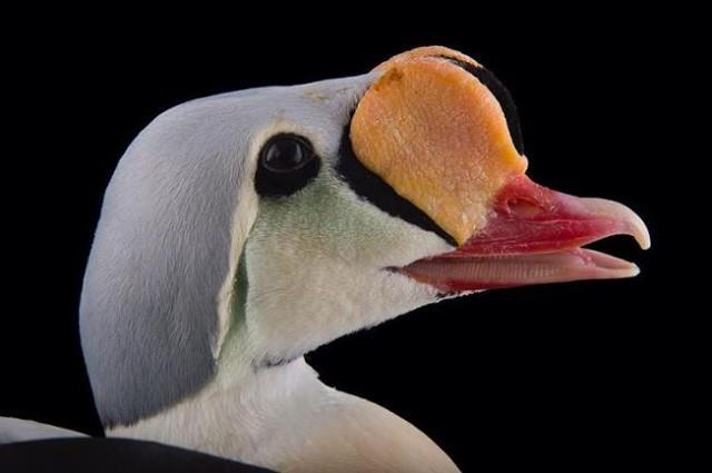 What's the most interesting thing you've seen at @sylvanheights_birdpark?
This is a male king eider, usually found throughout the Arctic in places like Alaska, Canada, Greenland and Russia. They can dive as deep as 150 feet below water to find food.
.
. 
📸: @joelsartore
#DiscoverHalifaxNC #VisitNC #LoveNC #northcarolinaphotography #ExploreNC #BirdsofInstagram