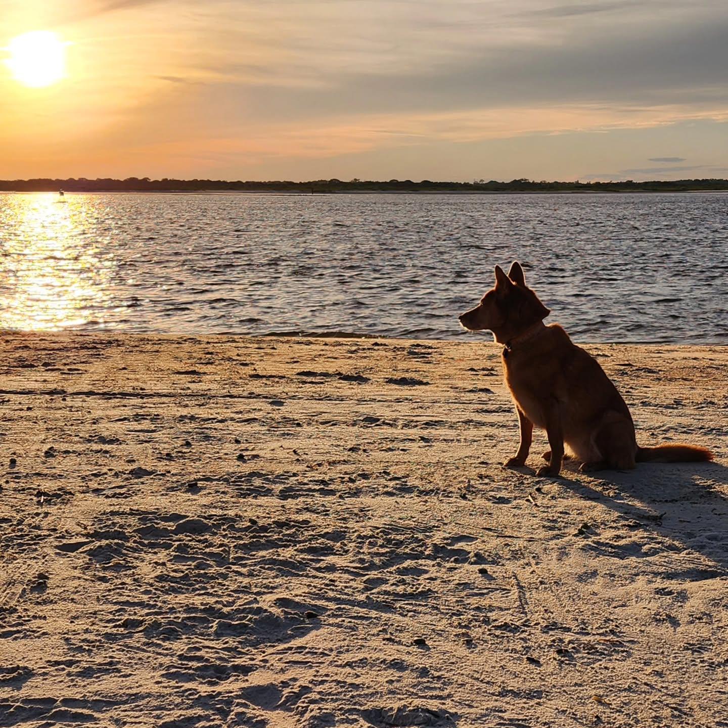 Call someone that you have not talked to in years. 💖
.
.
.
.
.
#emilydoggo #happy #nofilter #sunset #beach #beachdog #rescuedog #supermutt #explore #remember #oldfriends #chowchow #husky #beagle #doggo #outside #samsunggalaxy #goldenhour #photography #florida #smyrnadunespark
