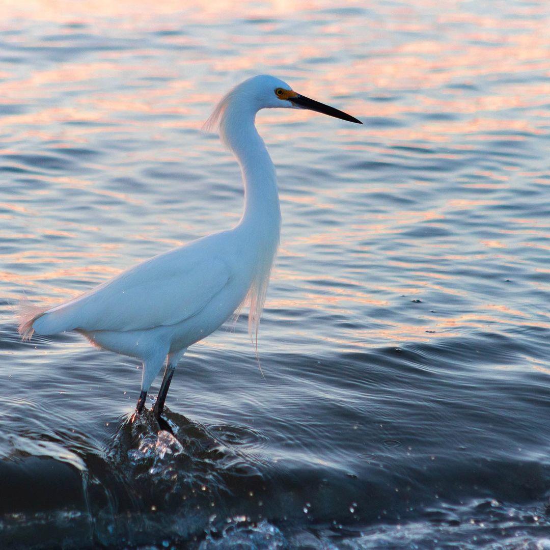 New Smyrna Beach is Egret-able!  See what we did there? 😃 
#LoveNSB #LoveFL #IncredibleEgret
📷: @altyjonas
