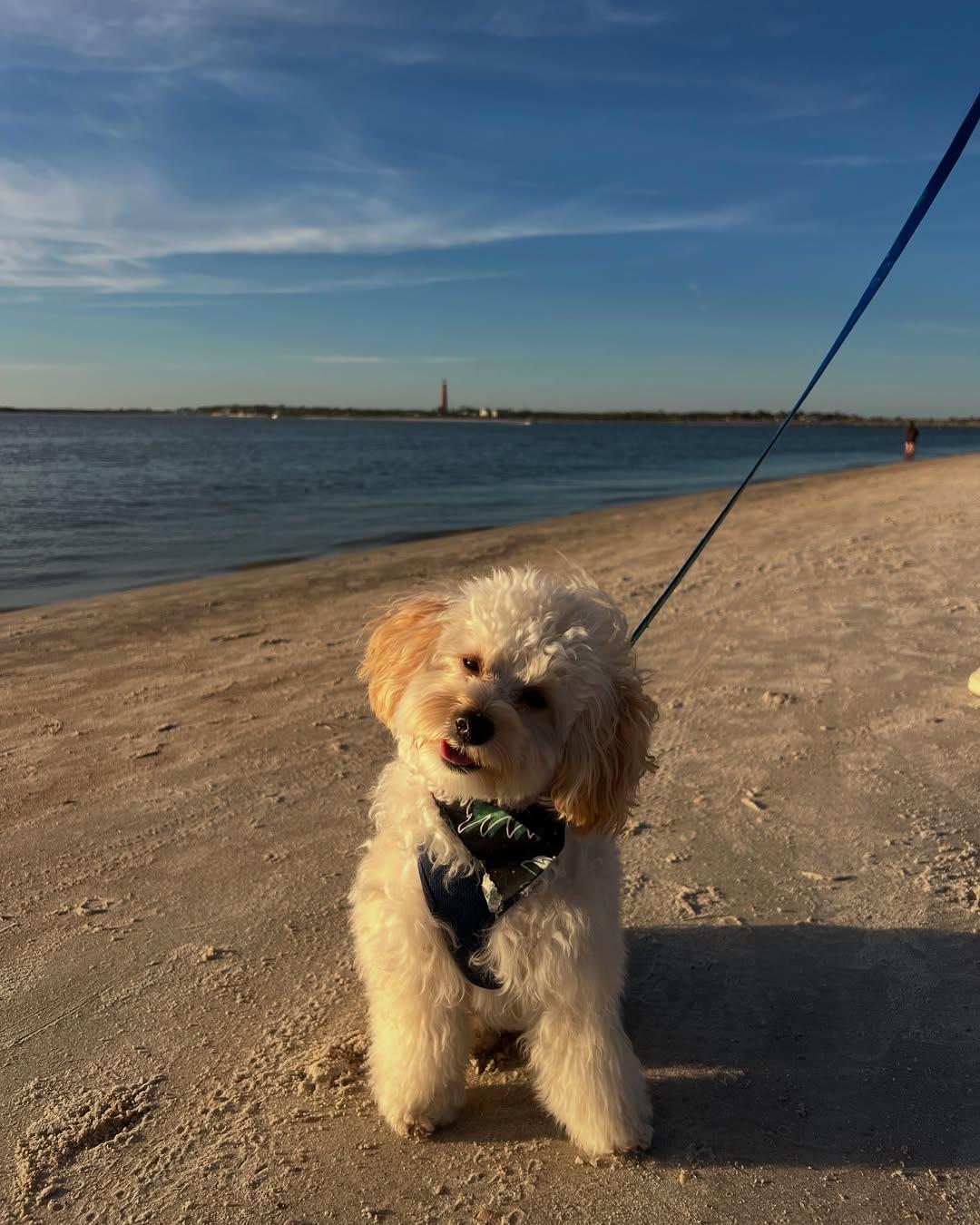 🐾 Where sandy shores, wagging tails, and endless fun meet—discover our pet-friendly paradise! 🐕 Link in bio
.
📷 @wells.on.wells
 #LoveNSB #LoveFL #FloridaBeaches