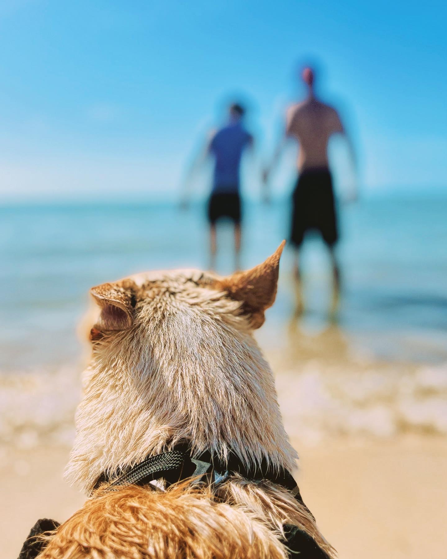 Sure, nothing beats watching your humans frolic in the surf or poke at jellyfish with their meat paws on a hot summer day. Just remember to pack responsibly for the heat.

We keep our humans comfortable with a few key items including:

🦮 A leash to keep them safe & controlled 
💦 Fresh water for hydration
🏖 Shade if you plan to stay awhile
🍖 Snacks to cure the hangeries

Lighthouse Point Park in Ponce Inlet and Smyrna Dunes Park, both have dedicated car-free dog beaches where your humans can romp and play.

Grab a day pass for $10 or park-it like a local by upgrading to the Inlet Parks Pass. This pass is $20 and gives unlimited access to both parks for the entire year! 

volusiaparks 
fl.stateparks
volusiabeaches
