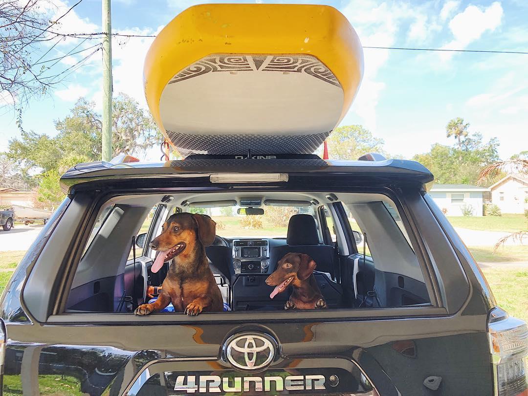 Weekend vibes. 🤙🏻🌞 #nsbhotdog #nsbinlet #supdogs #loveflorida #lovenewsmyrnabeach #sunshinestate #dogsofinsta #4runner