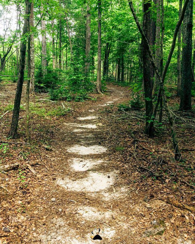 Find a welcome tranquility at Medoc Mountain State Park in Hollister 🍃 
👣 Plan your retreat: Link in bio 
.
📷: @dirtyndamaged_gallery
#DiscoverHalifaxNC #VisitNC