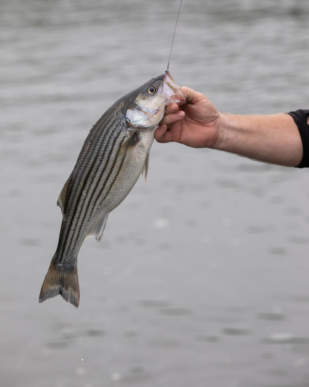 Counting down 📣 The 2023 Rockfish Harvest Season starts April 14! 
🐟 Find out more: Link in bio
.
#DiscoverHalifaxNC #VisitNC #VisitHalifaxNC #StripedBass #RockFish #FishingSeason