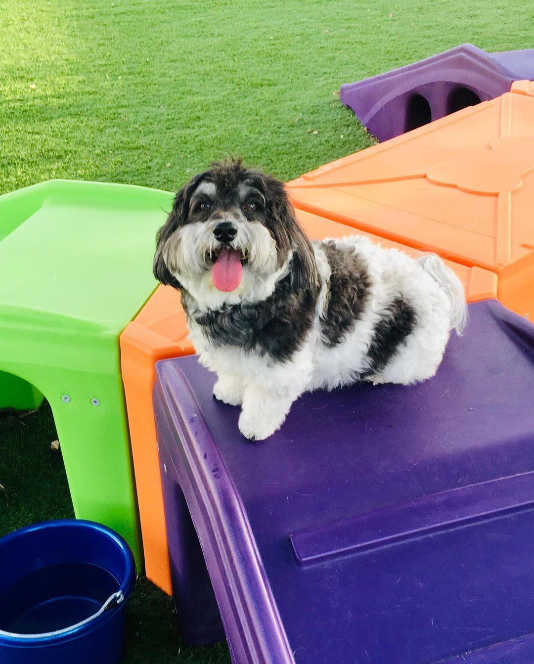 Pups are welcome at this luxury (pet) resort! 🐕🐶🐩
@nsbpetresort offers Lodging, Daycare, Training and Bathing Services. Learn more with link in bio.
📷: nsbpetresort/Instagram
#LoveNSB #LoveFL