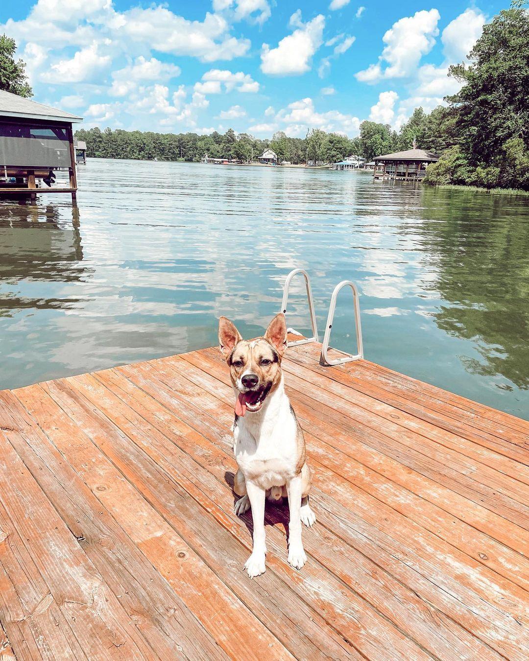 Pups enjoy the lake too 🐶 🐶 When traveling to Lake Gaston, stop by the Halifax County Visitor Center Dog Run, open daily from sunrise to sunset and located just off I-95 Exit 173 in Roanoke Rapids, NC.
#DiscoverHalifaxNC #VisitNC #PetFriendlyNC 
📸: @adventures.of.motley