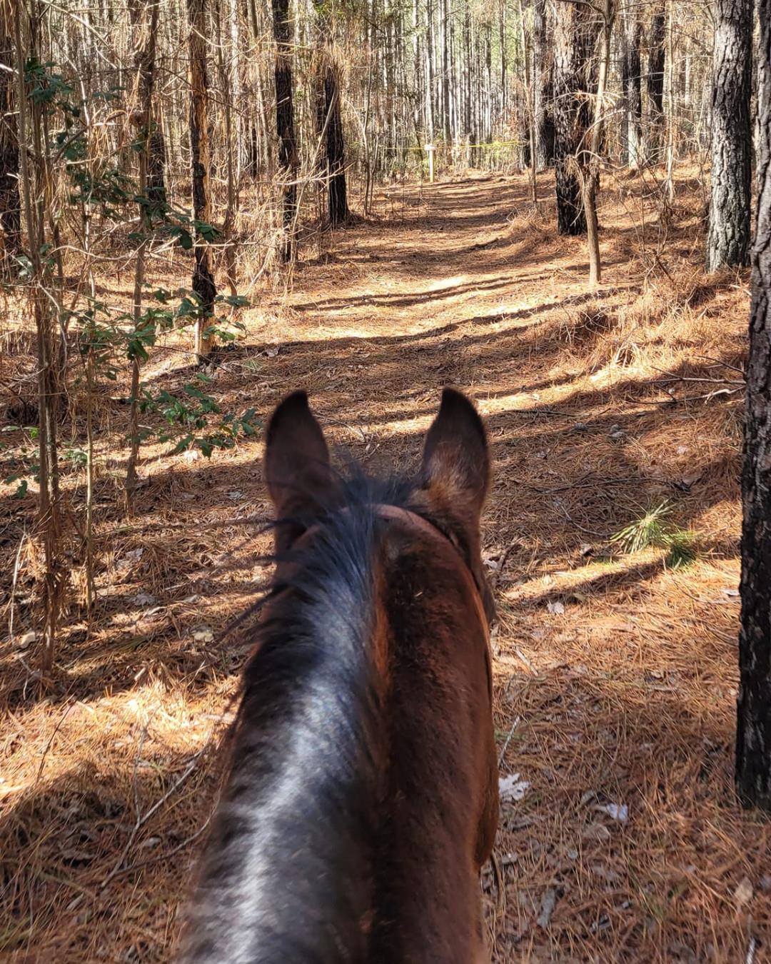 Giddyup! You can traverse 10 miles of trails on horseback at Medoc Mountain State Park 🐎 
ℹ️ Found out more: Link in bio
.
📷 Jonathan Parker/FB
#DiscoverHalifaxNC #VisitNC #VisitHalifaxNC