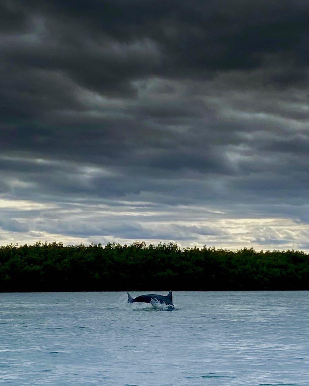 "I can sit and watch these all day." - @trident_atlantic
🐬🐬🐬 
#LoveNSB #LoveFL
📷: @trident_atlantic