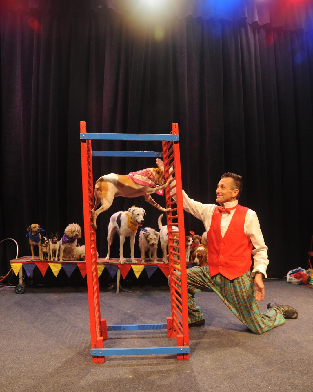 Johnny Peers and his personality-plus canines are coming to tickle your funny bone on May 12 at @lakelandcac 🐶 
🎟️ Get tix: Link in bio
.
📷 muttvillecomix.com
#DiscoverHalifaxNC #VisitNC #VisitHalifaxNC