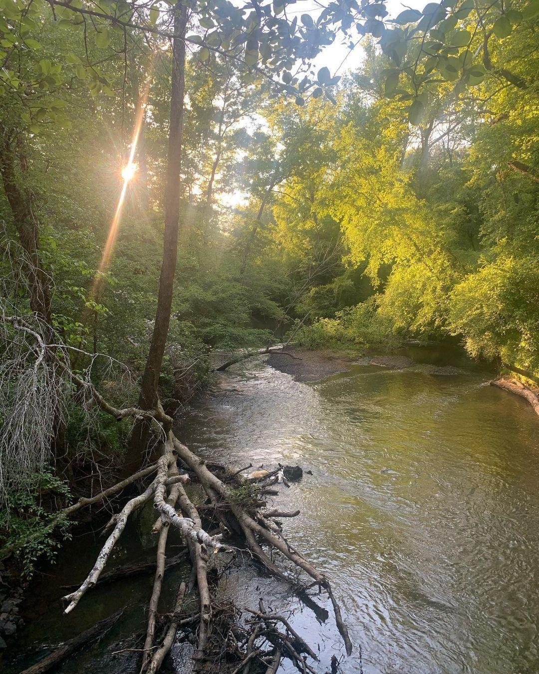 #ScenicSunday inspiration from Medoc Mountain State Park 😍 
.
📷 @salty_pines_
#DiscoverHalifaxNC #VisitNC #VisitHalifaxNC
