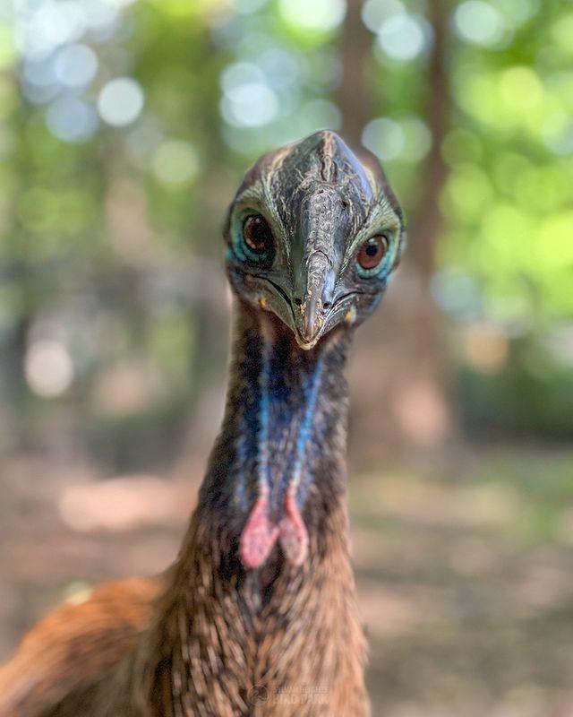 The @sylvanheights_birdpark Annual Fundraiser, returns on Oct 15th!
This year's theme features the park's newest species, “The Year of the Cassowary”
➡️ Reserve your spot: Link in bio 
.
#DiscoverHalifaxNC #VisitNC