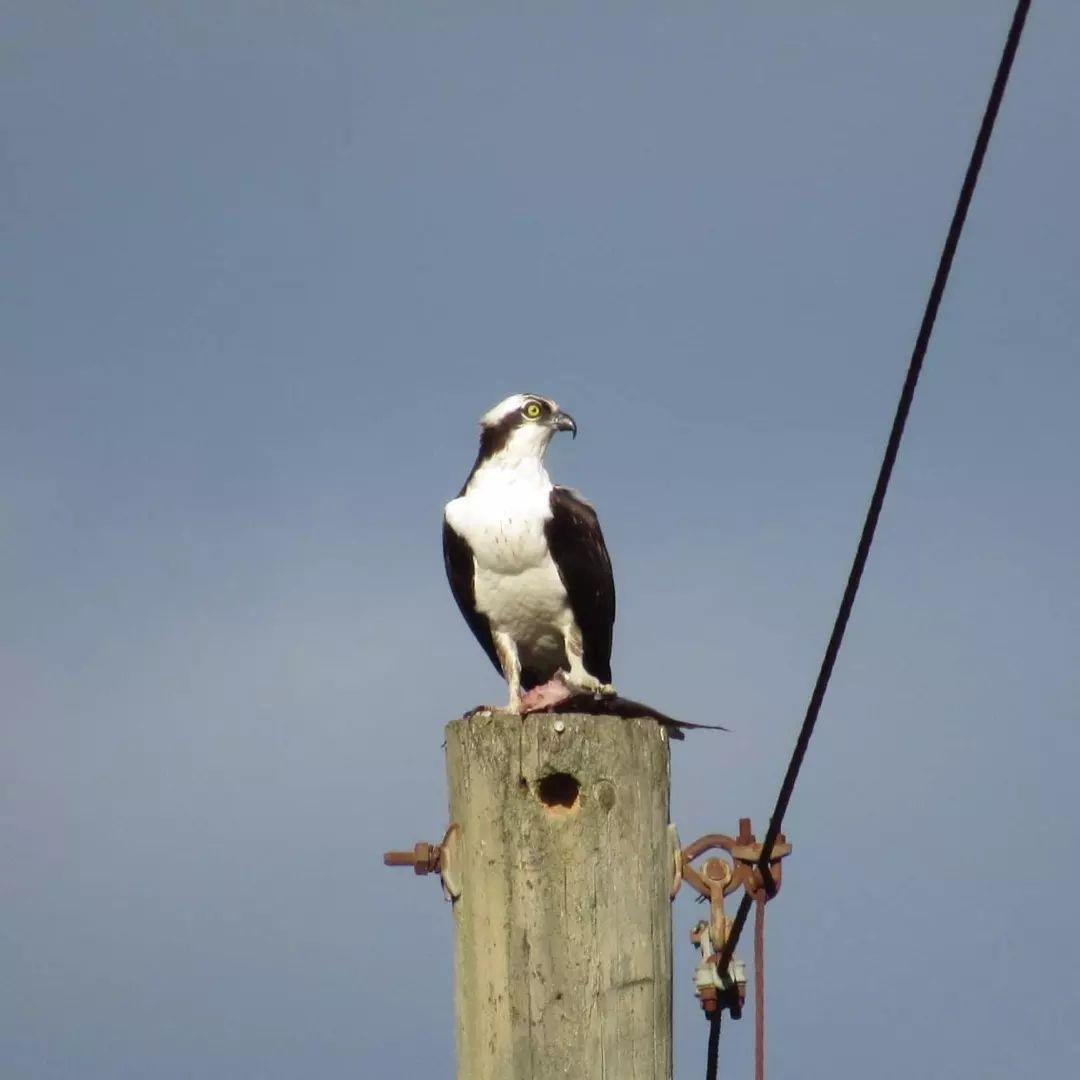 DYK? The Roanoke Canal Museum & Trail is a site on the NC Coastal Plains Birding Trail!
🦆 Learn more: Link in bio
.
📷: @cfricks_critters
#DiscoverHalifaxNC #VisitNC #BirdWatching