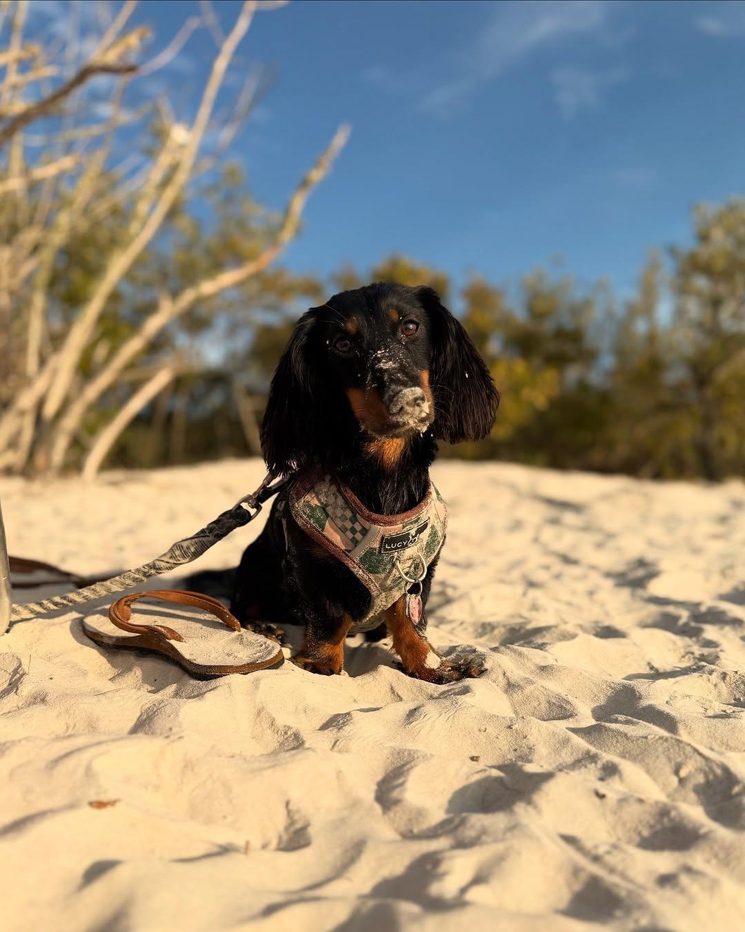 Wake up early and join the locals walking their pets on Smyrna Dunes' elevated boardwalk as it meanders by the sea. Let them run in the sand and splash in the water in designated areas – you'll enjoy it as much as they do 🐶😃 Find out more in bio link.

📷 gabyyzayas/IG
#LoveNSB #LoveFL #FloridaBeaches