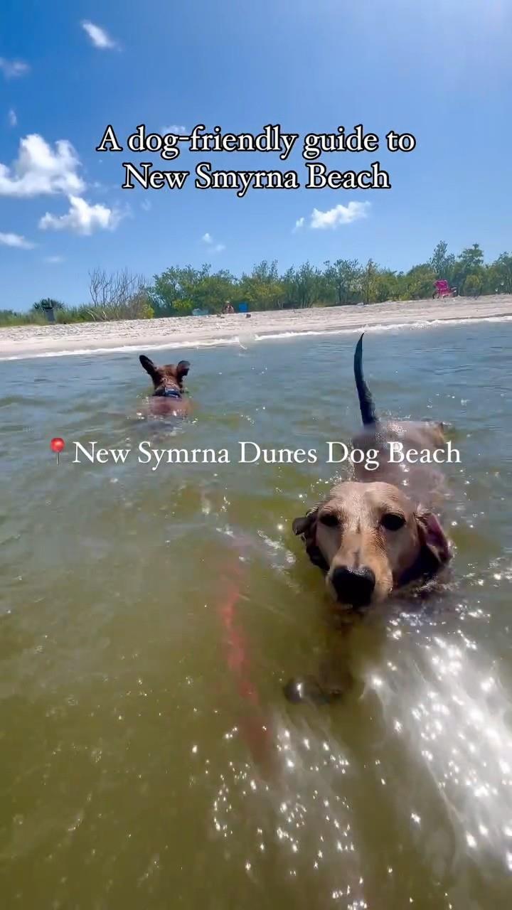 From lodging to restaurants to parks, our area rolls out the welcome mat for our four-legged friends 🐶 
🏨Stay: @newsmyrnastays
🍳Breakfast: @luma_nsb
☕Coffee: @nsb_botanicalhouse @islandroasterscoffeecompany
🍽️Dinner: @cafeverde @panheadspizzeria
🍺Brews: @nsbbrewing
🛥️ Boat Charter: @toontikichartersnsb
➡️ Find even more suggestions in the bio link
.
📷 @floridogs_