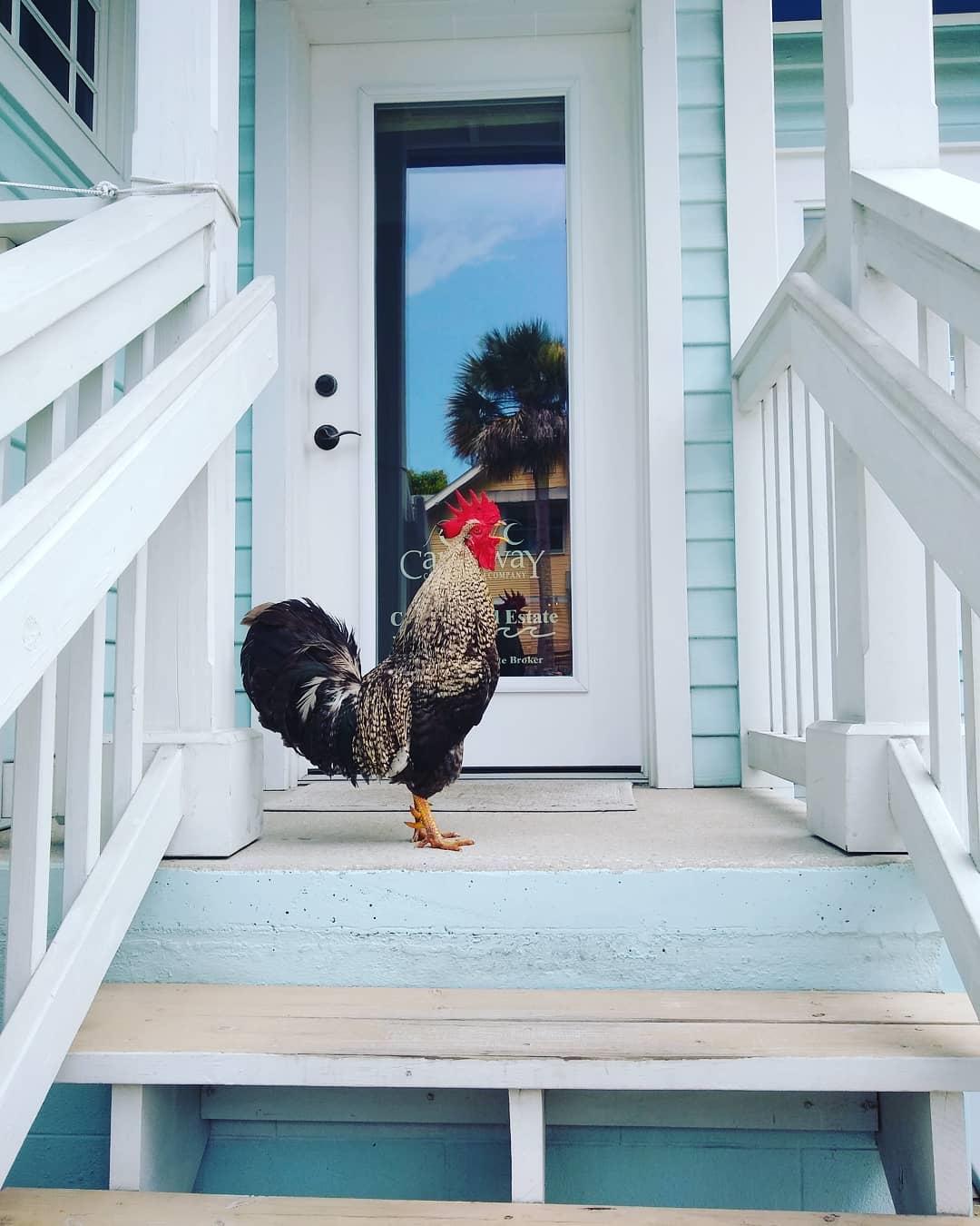 Cockadoodle-do not miss seeing our roosters on Flagler Avenue 🐓

📷  @alyssapatricia
#LoveNSB #LoveFL #SomethingToCrowAbout