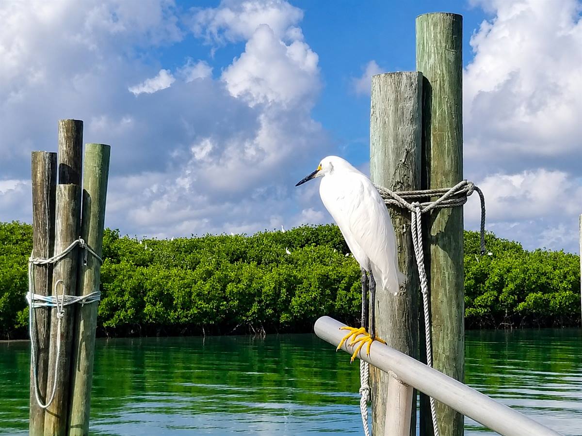 Sometimes it's nice just to stop for a moment and take in the view.

Marine Discovery Center's daily Dolphin Discovery Tours allow you to learn about and experience all the Lagoon has to offer -- from the rookery islands teeming with birdlife to the bottlenose dolphins that travel throughout our coastal waters -- all while relaxing in the comfort of our 40 passenger pontoon boat. 

Totally chill ☮️

Learn more and book a tour today at MarineDiscoveryCenter.org or click the Book a Tour or Program *link in our bio*
.
.
.
#indianriverlagoon #newsmyrnabeach #visitnsbfl #floridaecotours #snowyegret