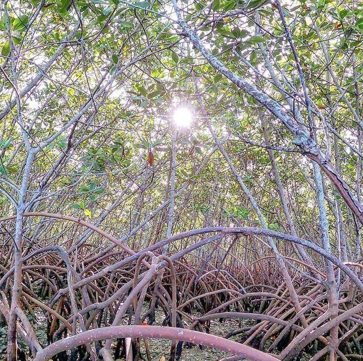 Did you know... mangrove roots help slow tidal waters allowing sediments to fall, forming a dense mud floor which protects the coastline from erosion and provides the perfect shelter for baby fish? 🙌 🌳 🐟 
.
.
(📸: @dougiepaddles) #LoveNSB #LoveFL