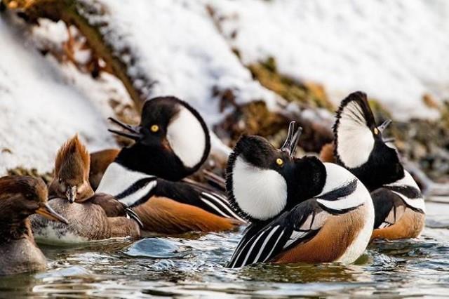 These male Hooded Mergansers know a thing or two about romance. Here they are at Sylvan Heights Bird Park practicing their courtship displays for the females!
What are your best pick-up lines {clean please 😉}? Share them below! ⤵
.
.
📸: @sylvanheights_birdpark
#DiscoverHalifaxNC #VisitNC #LoveNC #northcarolinaphotography #ExploreNC #BirdsofInstagram