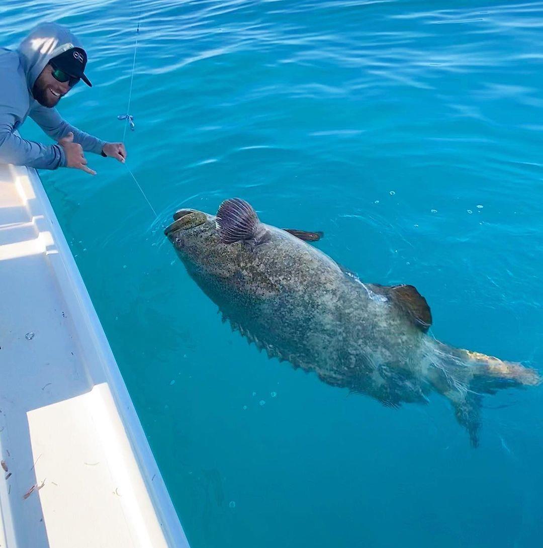 Goliath grouper 😲 
What will you catch on an NSB fishing charter? 🎣 
Check bio for booking options.
#LoveNSB #LoveFL
📷: @bonaccorso_ via @centralfloridafishingcharters_
