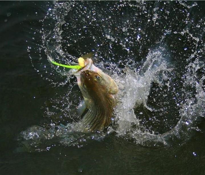 Every good thing must come to an end. Sadly, striped bass season on the Roanoke is over, but the memories will live on. We want to see your best catch of the season! Share your photos by tagging #DiscoverHalifaxNC.
.
.
📸: @captbryandehart
#DiscoverHalifaxNC #VisitNC #LoveNC #northcarolinaphotography #ExploreNC #FishNC