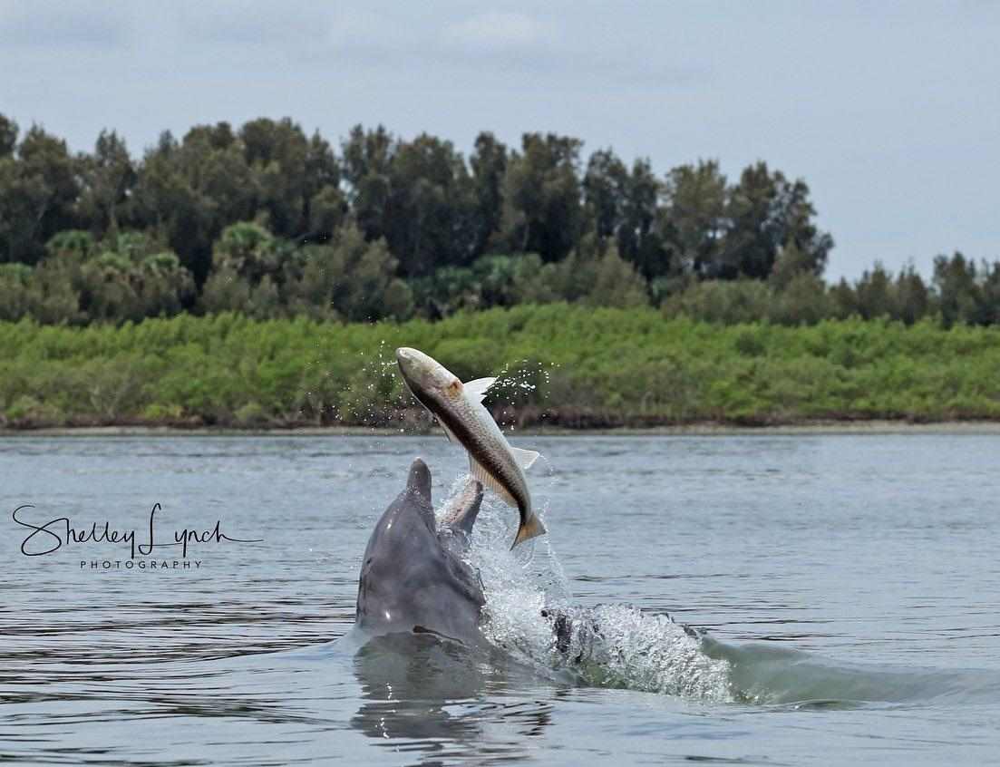 shelleylynchphotos spent 18 hours over 8 days with momma and baby dolphin and caught this amazing sequence of photos. Check out her profile for the full story.
•
#reddrum #redfish #drumspots #spottail #newsmyrnabeach #indianriverlagoon #wildlife #wildlifephoto #dolphin #dolphins