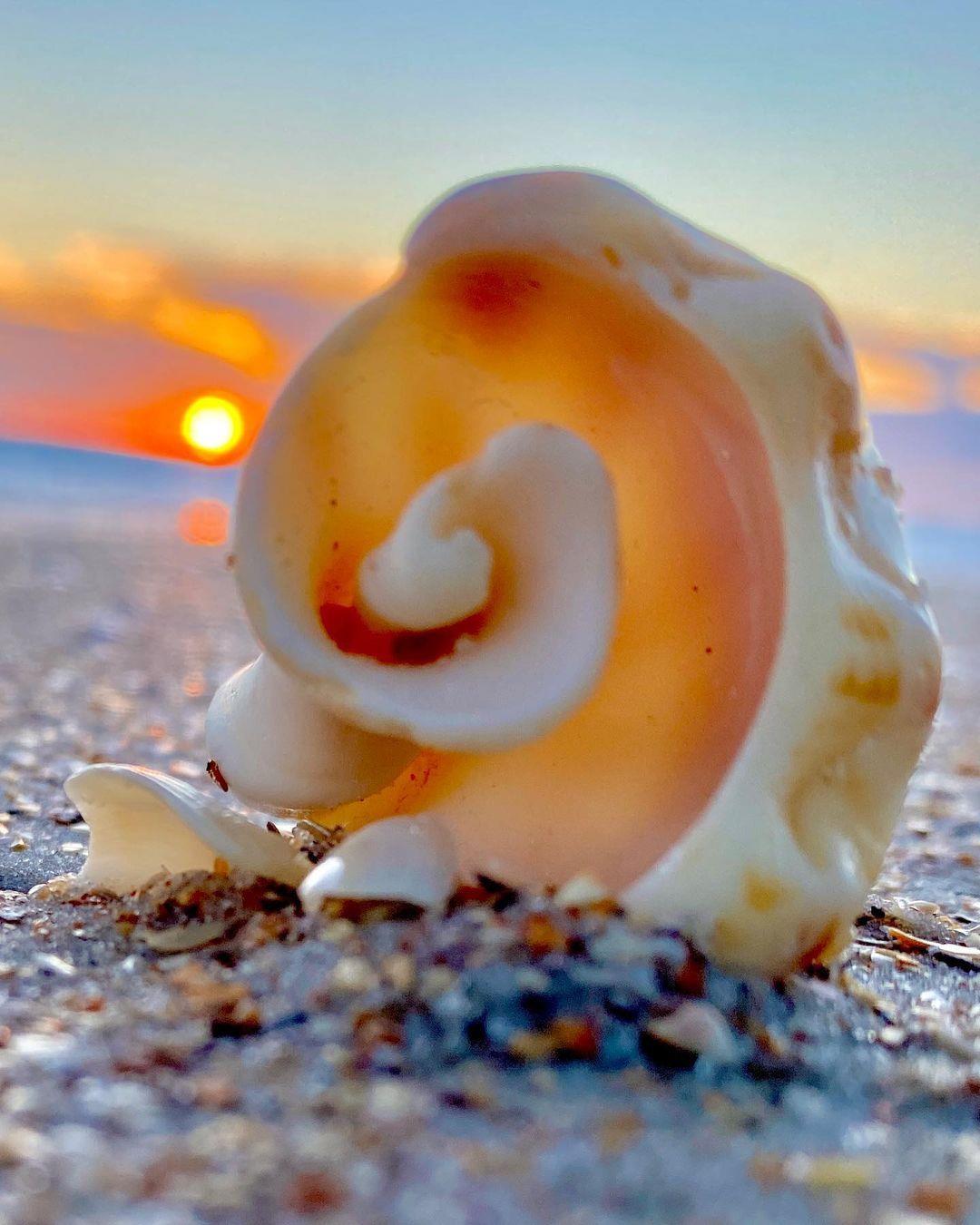 Shell-utations from NSB! 😊 
#LoveNSB #LoveFL
📷: m.l.e._the_cali_girl/Instagram