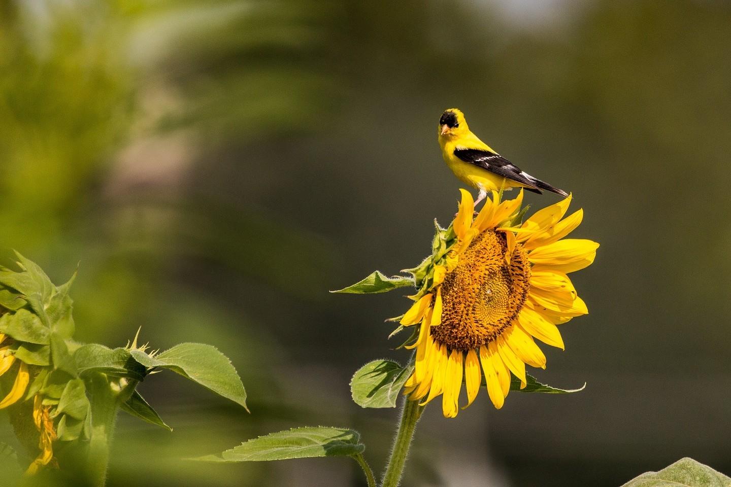 Apr 22: Learn about the uses and impacts of science in our daily lives at @sylvanheights_birdpark's Earth Day Celebration
🌏 Celebration info: Link in bio
.
#DiscoverHalifaxNC #VisitNC #VisitHalifaxNC #EarthDay