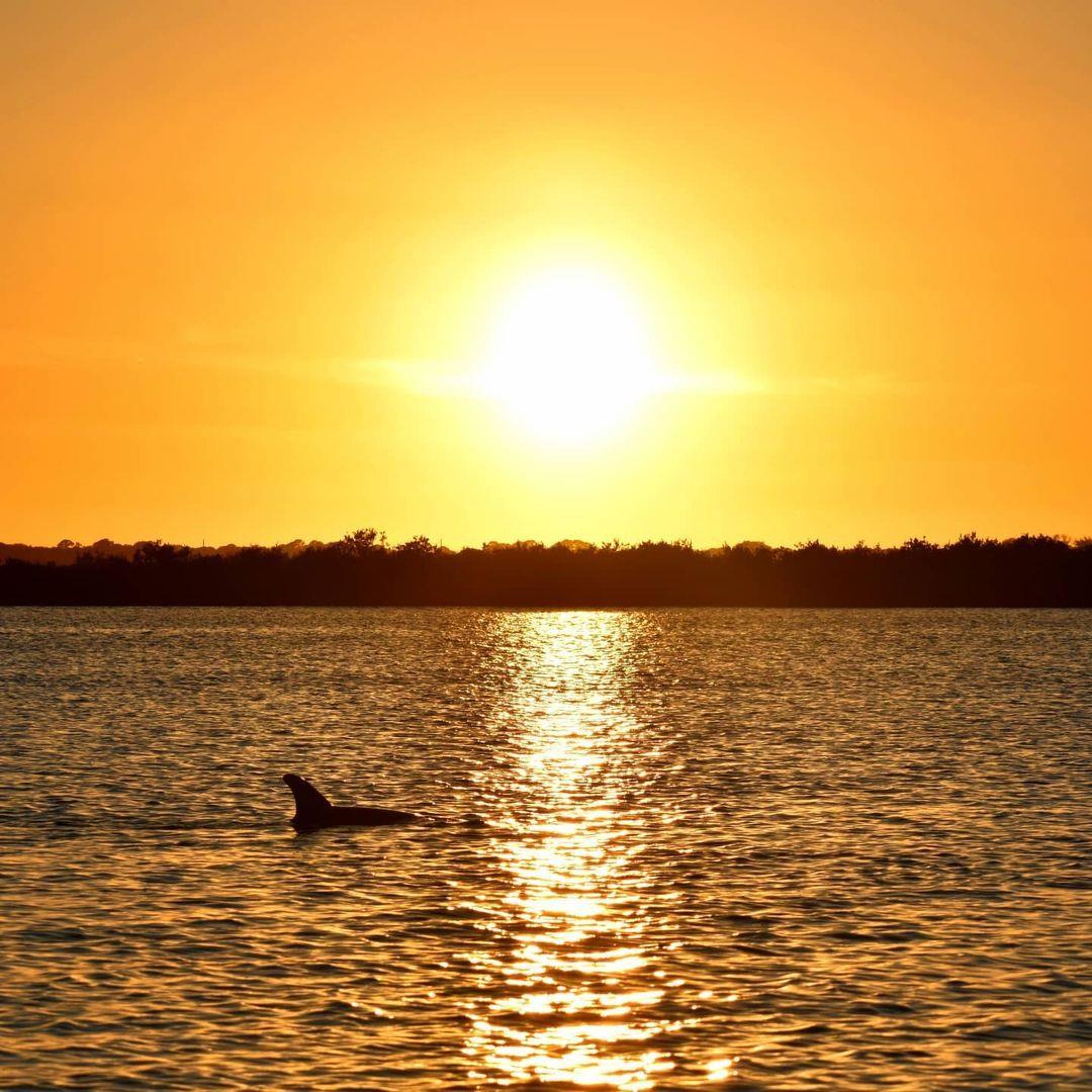Sunset with Dolphins?! Yes, please! 
Book a boat tour: Link in bio
📷: @suzannestraveladventures 
#LoveNSB #LoveFL