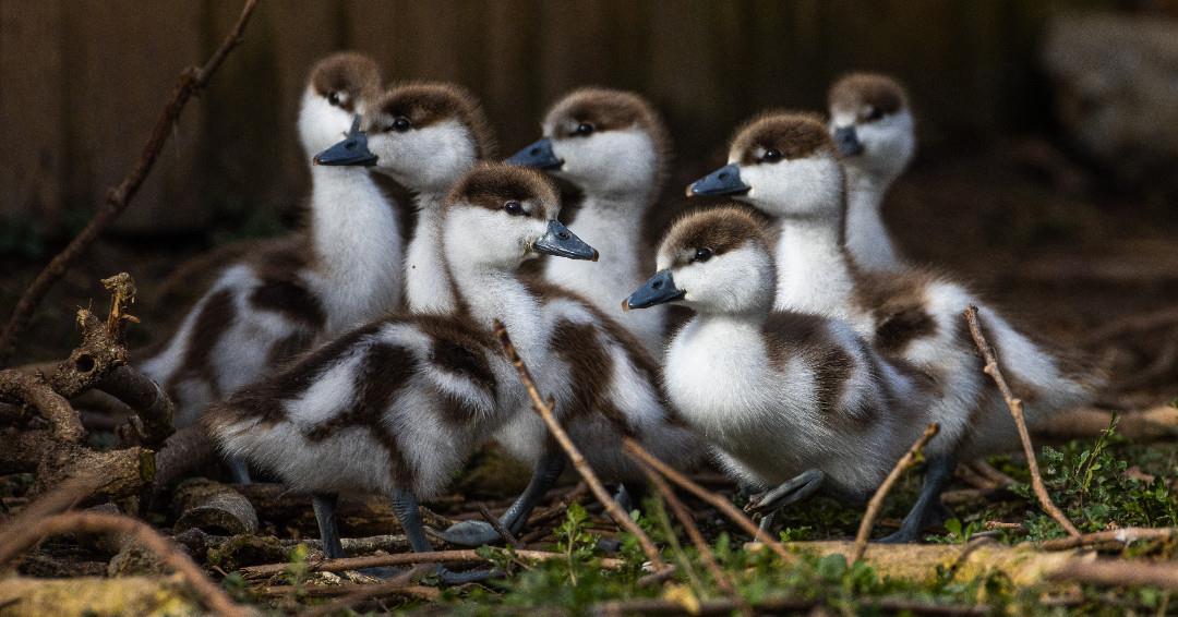 March 18: @sylvanheights_birdpark invites you for Birds, Brews, & BBQ 🦆 🍺 🥩
🎟️ Get tix: Link in bio
.
#DiscoverHalifaxNC #VisitNC #VisitHalifaxNC #BirdsBrewBBQ