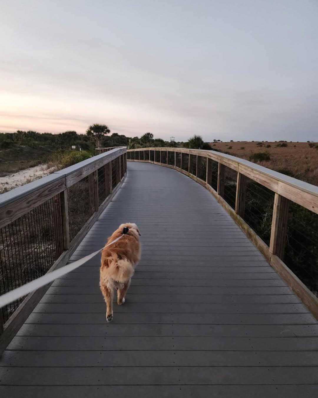 Celebrate National Dog Day in our pet-friendly paradise 🐕
🐶 Link in our bio.

📷 @marenmae2020