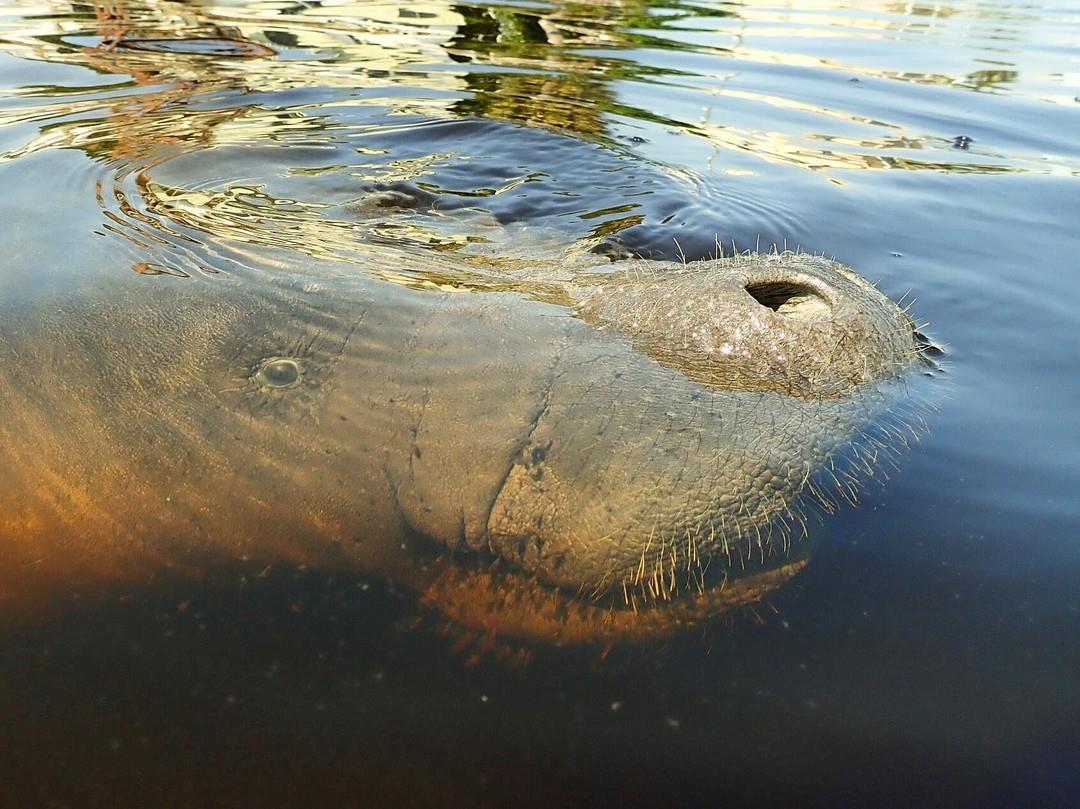 ⁠
Happy #ManateeMonday!⁠
---⁠
"Our friendly neighborhood manatee came to say hi while we were swimming behind the house today. I love where I live!"⁠
( #📷 @briankellyart )⁠
.⁠
.⁠
.⁠
#FLAdventureCoast #Hernandobeach #hernandocounty #thisisflorida #floridatravel #naturetravel #manatee #weekiwachee #lovefl #florida