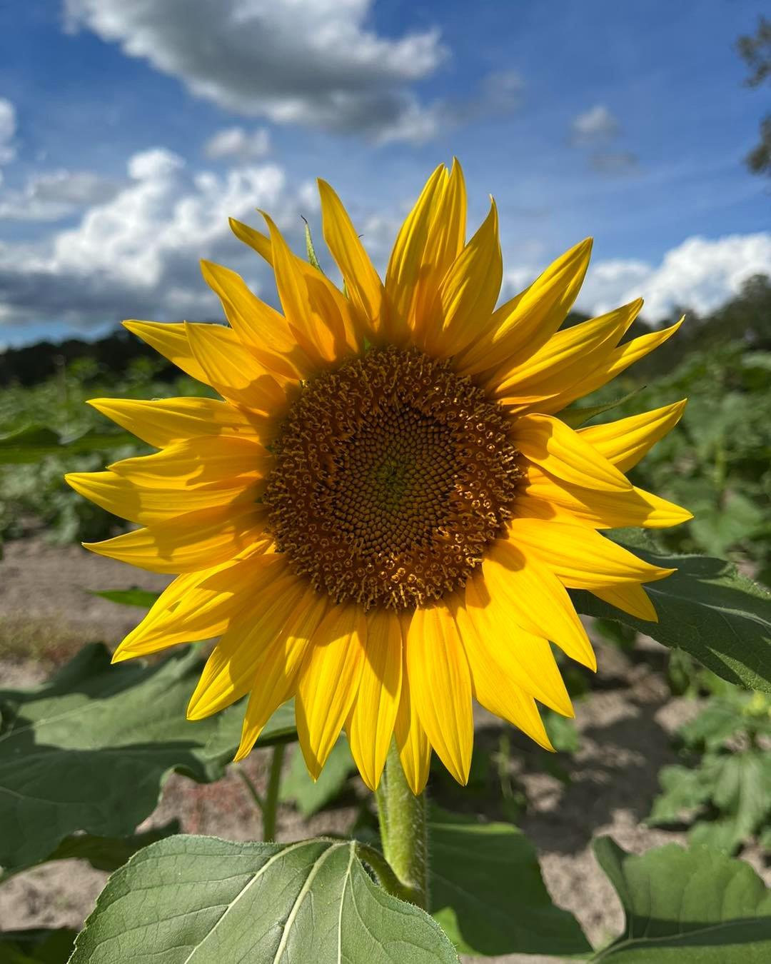 Fall Festival fun begins at Frazier Farms  today, September 30th! 🍂🌾

📸: @frazier_farms 20175 Manecke Rd, Brooksville, FL
☎️: 352-796-0823

#FLAdventureCoast #Farmfun #fallfestival #fallinflorida #LoveFL #Brooksville #Brooksvillefl #hernandocounty #pumpkinpatch #floridaforkids