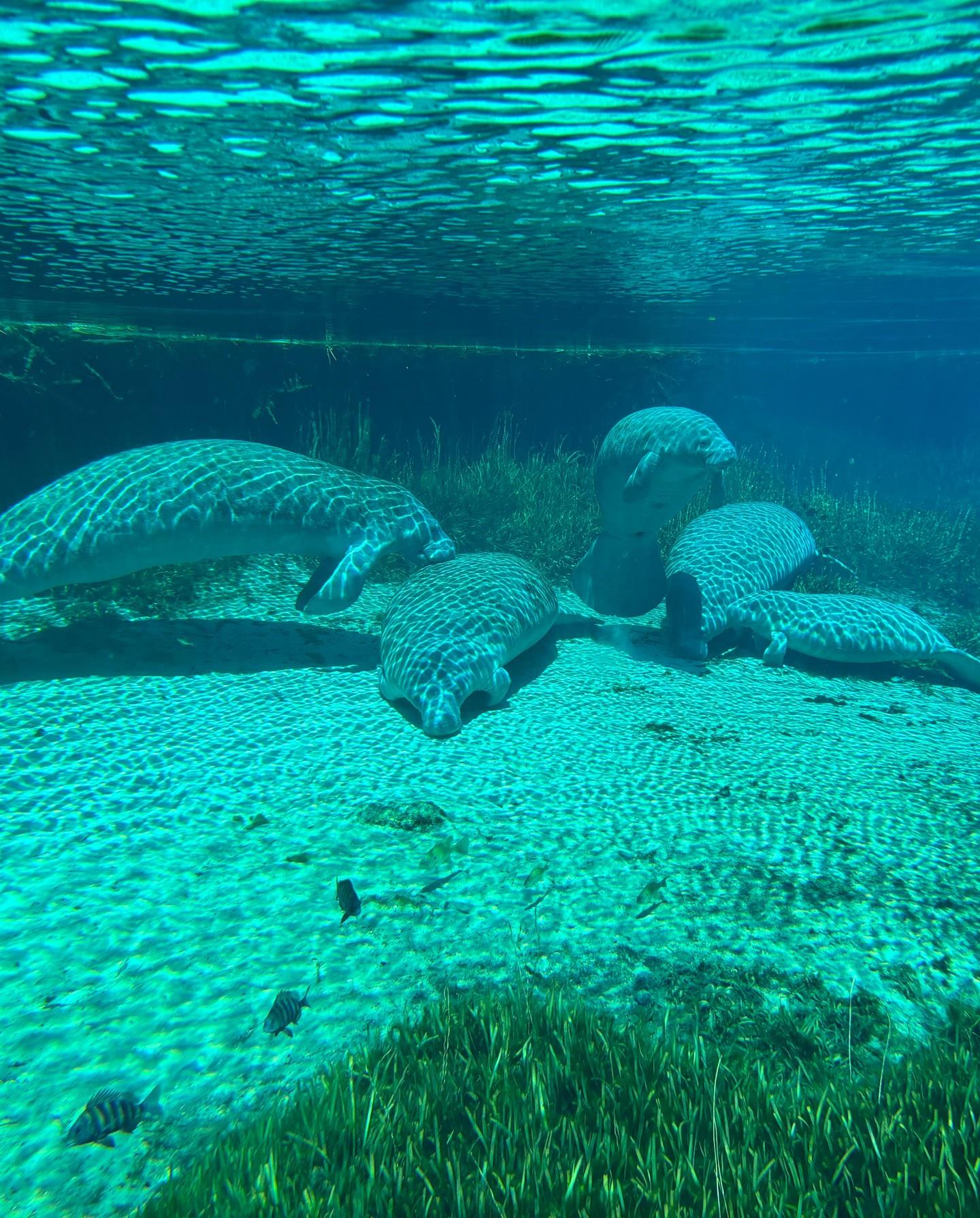 🌊 Who’s ready for manatee season? 💙 These gentle giants typically start arriving in late November when the weather cools down! 🍃🐾

Pro tip: Early morning paddles are your best bet for spotting them gliding through the crystal-clear springs. 🛶✨

📸 Don’t forget your camera and your sense of wonder!