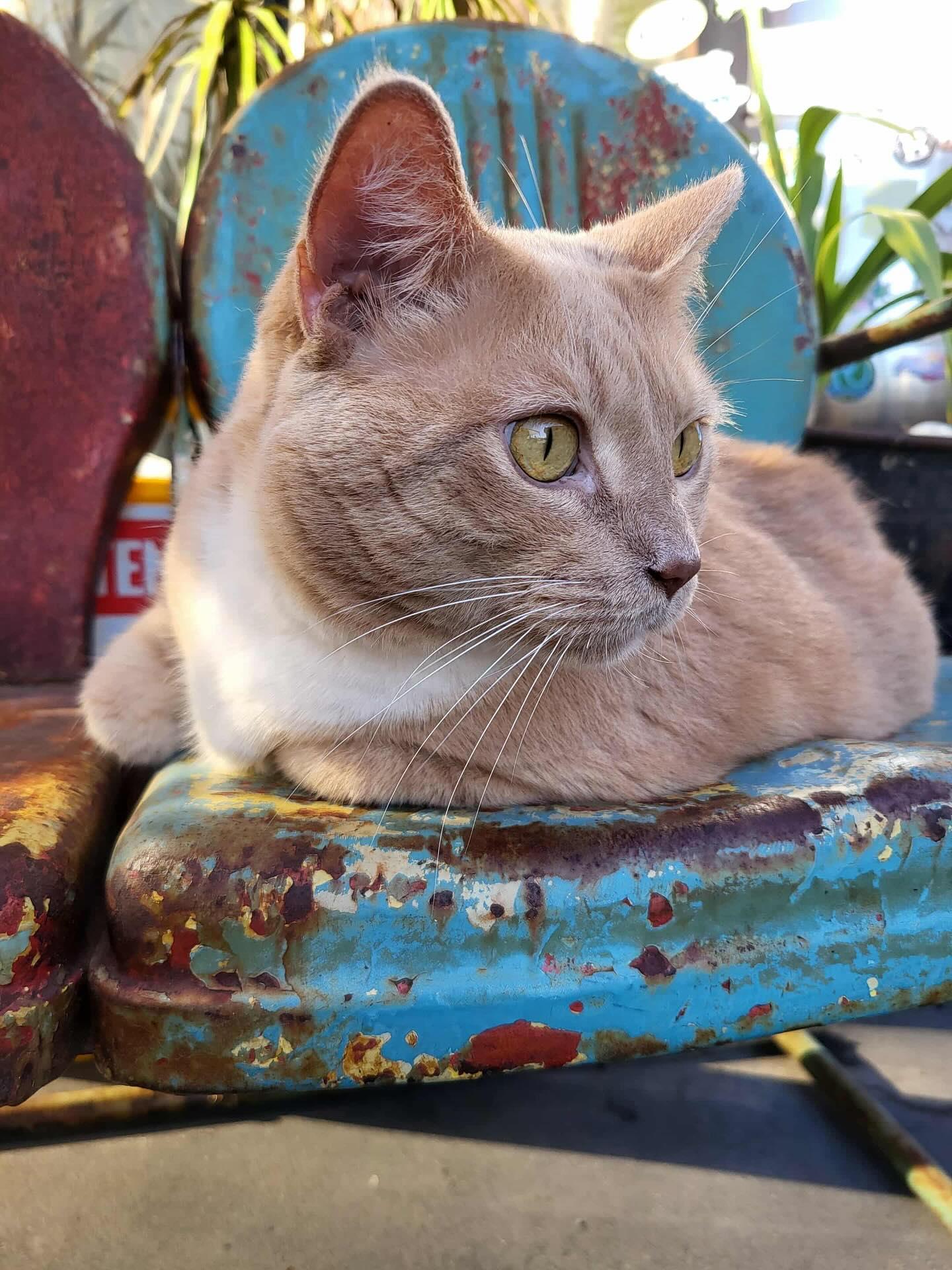 The boss man! Willie! He loves market days!