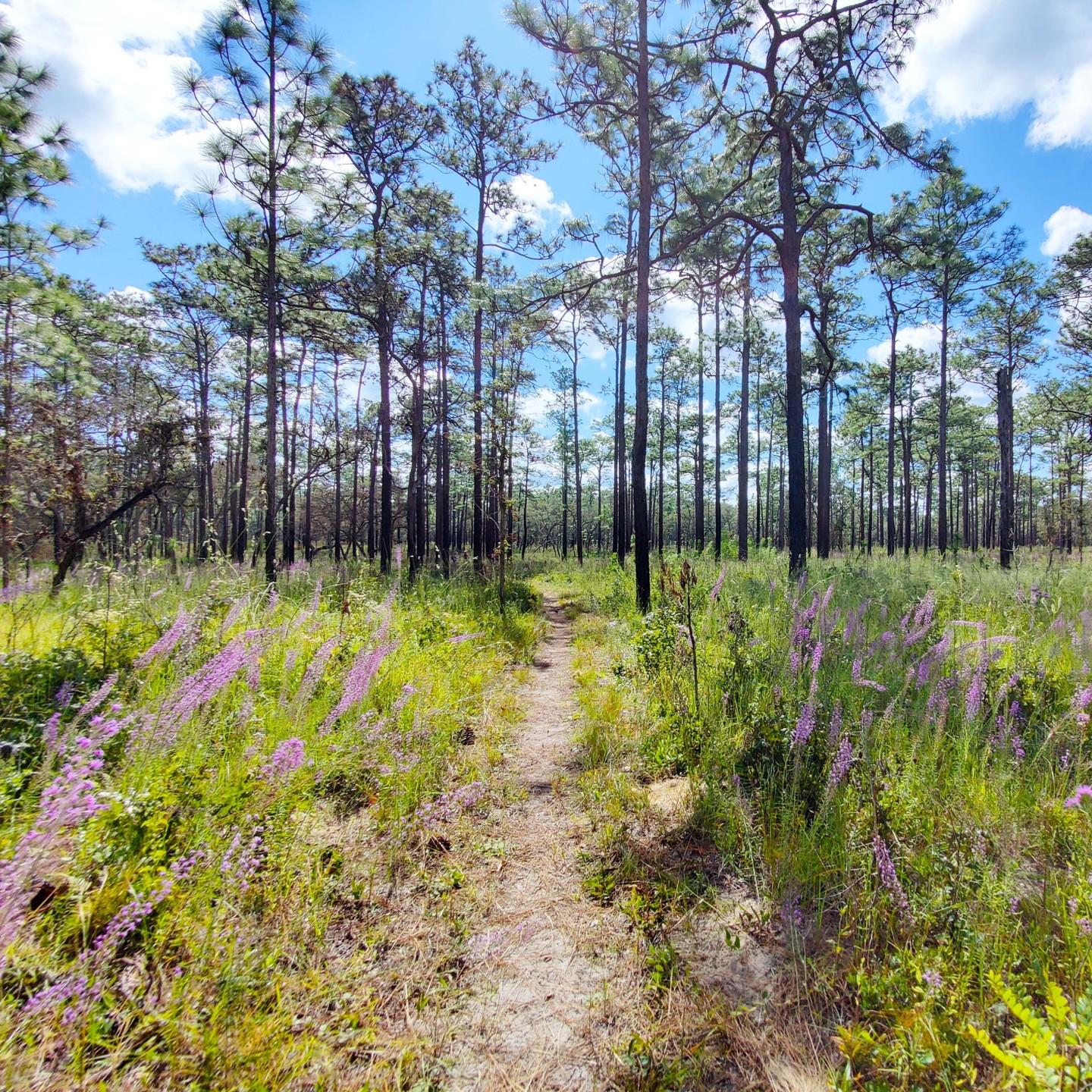 🍂 Fall is in full bloom on Florida’s Adventure Coast! 🌸

While other places are trading color for cold, our trails are bursting with vibrant pinks and purples. From the soft, feathery plumes of muhly grass at the Weekiwachee Preserve to the brilliant blazing star and other wildflowers painting the Withlacoochee State Forest – Croom Tract, nature is putting on a show you won’t want to miss. 🌾💜

Grab your hiking boots, your camera, and a sense of wonder — it’s the perfect time to hit the trails and see the beauty of fall, Florida-style! 🍁✨

#FLAdventureCoast #FallinFlorida #LoveFL #FloridaLife #WeekiWachee