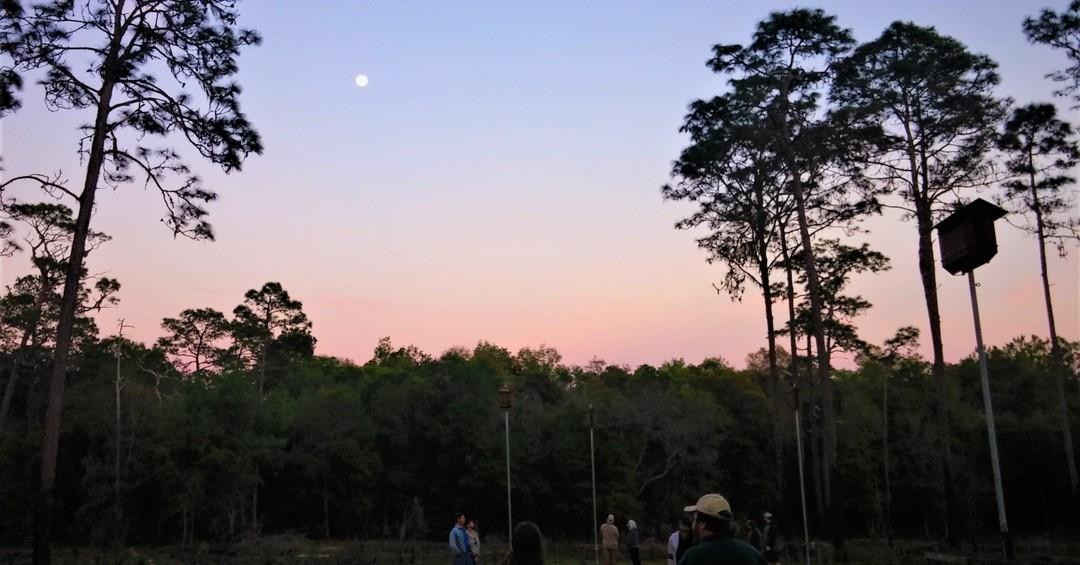 Bats are beneficial. In fact, one bat can devour up to 3,000 insects in a single night! 🦇🦇🦇

Brazilian Free-Tailed bats are one species that can be found on #FLAdventureCoast. Visit the Chinsegut Conservation Center for a guided Bat Walk and watch them emerge for an amazing night’s flight of feeding frenzy!

#internationalbatday #internationalbatnights #brooksville #brooksvillefl #florida #floridawildfe #bats #batsarecool #lovefl #hernandocounty #chinsegutnaturecenter #tampabaywildlife #floridanature