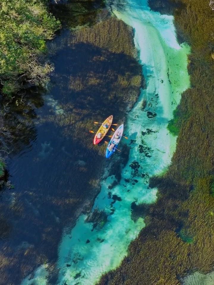 ✨ Save a Manatee — Protect the Eelgrass! 🌿
The Weeki Wachee River is one of Florida’s most stunning natural wonders — and also one of its most delicate. 💧

🌱 Ongoing eelgrass restoration is thriving, helping rebuild vital habitat that manatees rely on for food and shelter while also strengthening the riverbank against erosion. You can support this effort by avoiding anchoring, walking, or dragging kayaks and paddleboards through designated restoration zones.

📍 Within the Weeki Wachee River Springs Protection Zone—a 5.61-mile stretch from Rogers Park to the headsprings at Weeki Wachee Springs State Park—vessel operators are prohibited from:
⚓ Anchoring
⚓ Mooring
⚓ Beaching
⚓ Grounding
Violations may result in a $140 fine.

Together, we can keep this extraordinary river healthy for future generations of wildlife and visitors alike. 🌊💙

#FLAdventureCoast #Seagrass #WeekiWachee #WeekiWacheeRiver #LoveFL