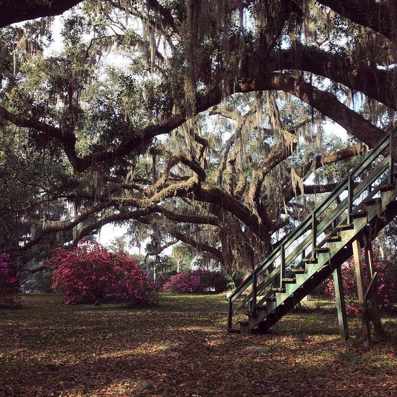 The azaleas are blooming at Chinsegut! Have you visited the Manor House Museum yet?
( #📷 @chinseguthill )
.
.
.
#fladventurecoast 
#chinseguthill #chinsegut #brooksville #brooksvillefl #manorhouse #floridalife #explorida #floridahistory
