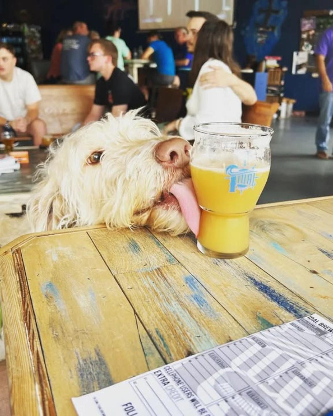 ✨ Get ready for the weekend on Florida’s Adventure Coast! 📅 Mark your calendars and plan a weekend (or two!) full of fun:

🐬🎨 Hernando Beach Front Porch Art Walk - September 6 at 10am

🐶🍺 Barktoberfest at Tidal Brewing Company - September 6, Noon-11pm

🚙💥 Jeep Fest at Lead Foot City - September 6, 3-8pm

🎸🌳 Friday Night Live with The Gaturz hosted by Brooksville Main Street - September 12, 6:30pm

#FLAdventureCoast #DiscoverFlorida #TampaBayEvents #LiveMusicFL #ArtInFlorida #HernandoCounty