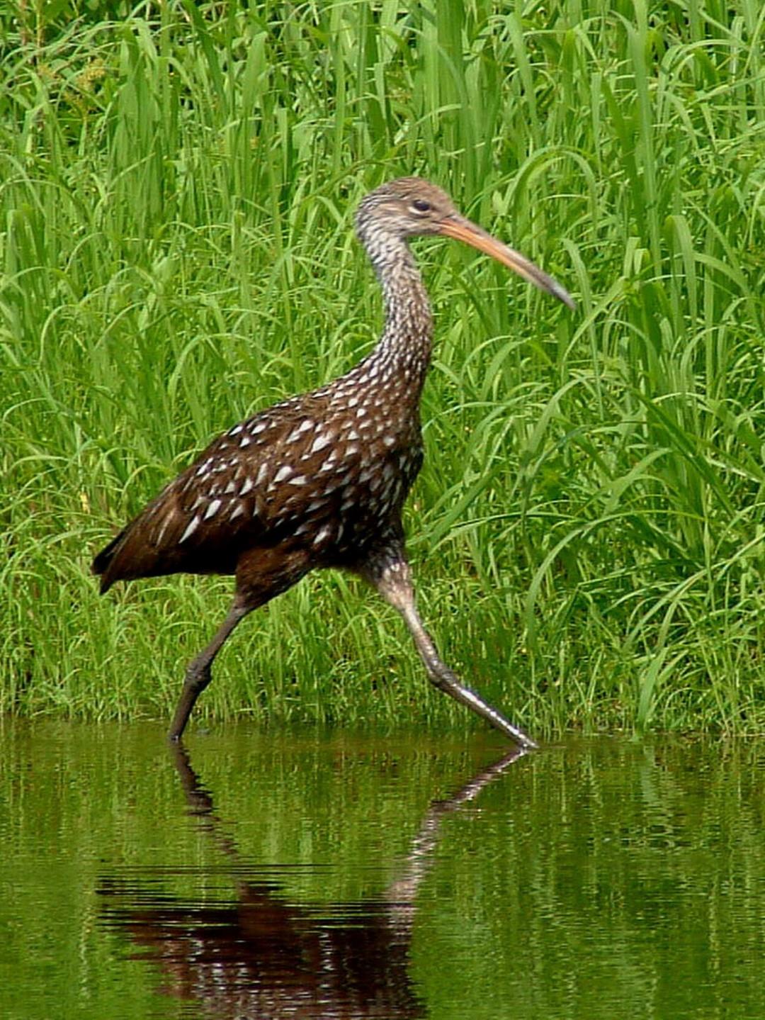 🐦 It’s National Bird Day, and there’s no better time to go out and enjoy the weather while bird-watching on Florida's Adventure Coast, Brooksville - Weeki Wachee!

Our preserved lands provide critical habitat for dozens of species and unforgettable experiences for visitors who enjoy nature at a slower pace. 🍃 Learn more about our favorite birding spots - link in bio. ✨ 

#FLAdventureCoast #NationalBirdDay #WeekiWachee #FloridaBirds #Birding