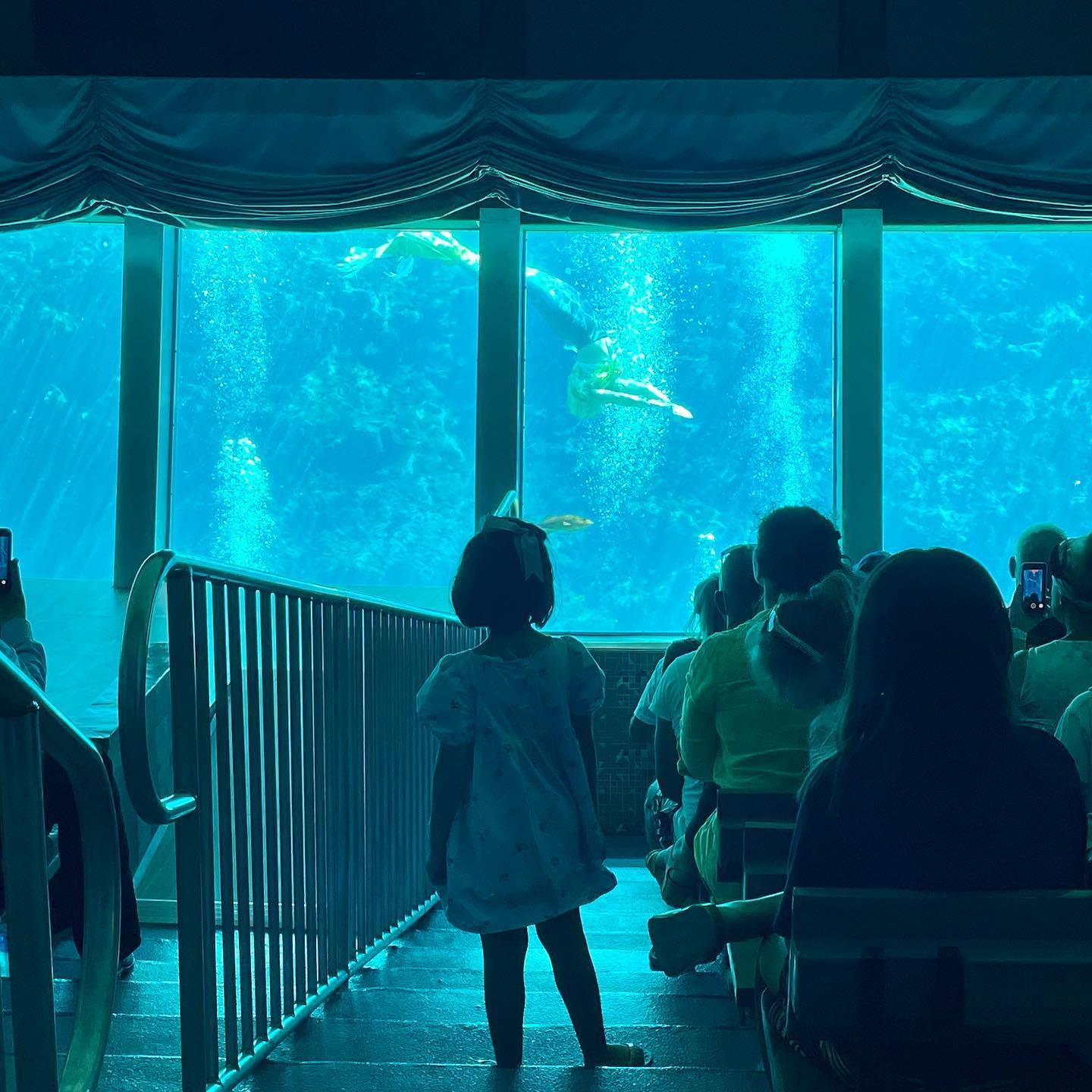 When you realize mermaids are real… 🧜🏻‍♀️ #weekiwachee #mermaid #fladventurecoast #LoveFL