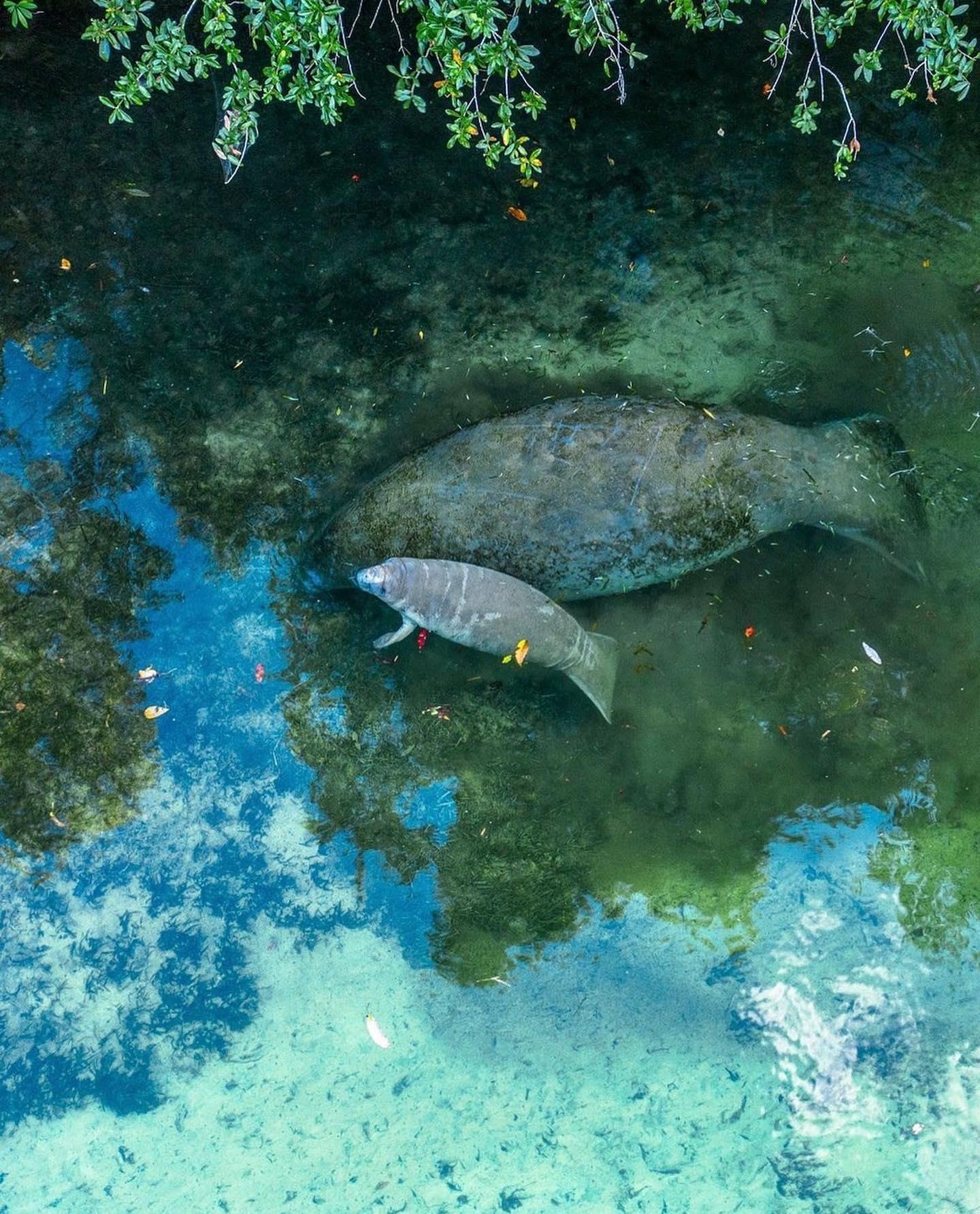 If you’re looking for a magical adventure this winter, look no further than Weeki Wachee. ✨🧜‍♀️⁠
⁠
📷: reefraft⁠
⁠
This enchanting town is home to the famous mermaids of Weeki Wachee Springs, who perform dazzling underwater shows in a natural spring; but, that’s not all. ⁠
⁠
Visitors may spot manatees from land at nearby coastal parks, from a kayak or a boat tour, and marvel at their grace and beauty. 😌 ⁠
⁠
Manatee season runs from November to March, so don’t miss this opportunity to see these amazing creatures! Check out a list of places to spot manatees in #WeekiWachee and #FLAdventureCoast, at the link in our bio. 🌊⁠
⁠
#mustseeflorida #manatees #floridawildlife #loveflorida #floridatravel #manatee