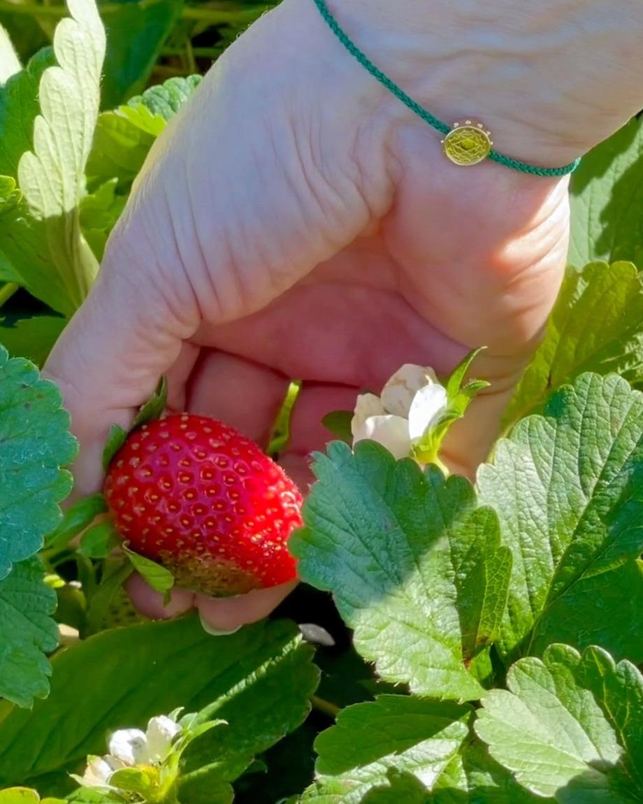 Strawberries are here! 🍓 🍓 🍓 

Check out local farms like @jgranchbrooksville  and @masarykwinery.upicktopia for fresh berries and u-picking this Strawberry Season.

.
.
.
#FLAdventureCoast #StrawberrySeason #strawberries #Florida #Brooksville
