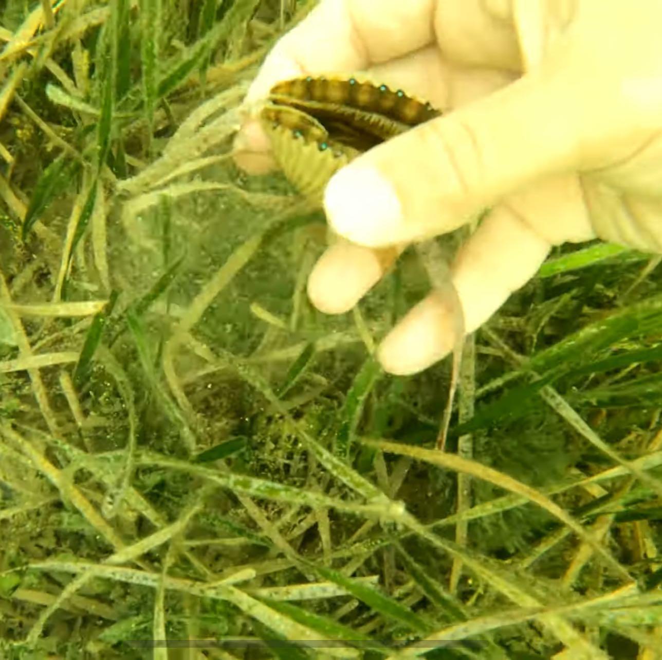 We really enjoyed forest_to_sea_adventures joining for an awesome time on Pepper Island and scalloping!! Check out the youtube link below to see how much fun they really had. Also don’t forget to subscribe because they’ll be back with us for some #Redoctober fishing!! 
.

https://youtu.be/8GUktabfhOw

.
.
.
.
#scalloping #foresttosea #youtube #southernslamoutfitters #shellfish #familyfun #getaway #islandstay #homosassafishinglodge #pepperisland #seafood #fishingonthenaturecoast #homosassa #ozello