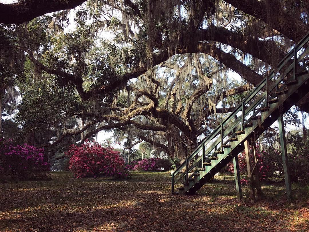 These old oaks have a story on Chinsegut Hill⠀
#fladventurecoast ( #📷 @chinseguthill )⠀
.⠀
.⠀
.⠀
#brooksville #florida #floridalife #roamflorida #chinsegut #manorhouse #historicflorida #lovefl #roadtrip