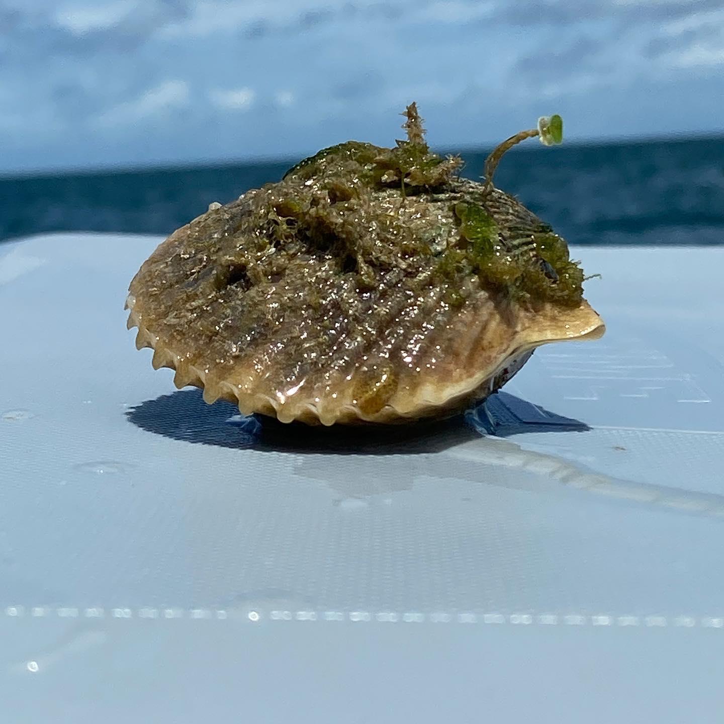The 2021 scallop season is open through next Thursday, September 24th. Make sure you book your charter before it’s too late!!
.
.
.
#scallops #scallopseason2021 #southernslamoutfitters #shellfish #seafood #ozello #homosassa #charter #floridafishing #fishingflorida #okm