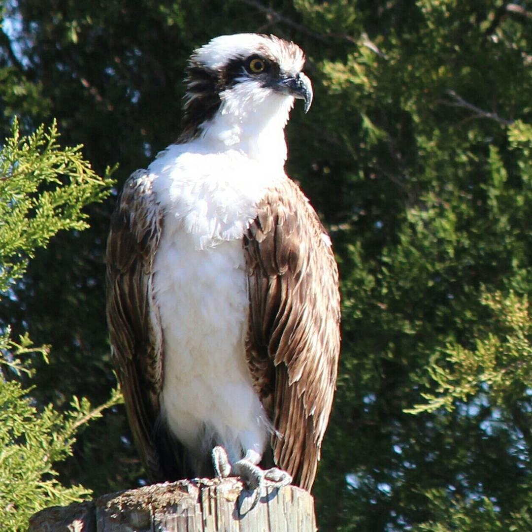 Loved bird watching in Florida #osprey

Sharing this for #NatureLoveTuesday and sweet ladies Dee cottagecomforts and Lynne lakeandforests  Thanks for thinking about me Dee!  Anyone have a Nature pic to share, we would love to see it. #florida #hernandobeachflorida #birdwatching #birdsofprey