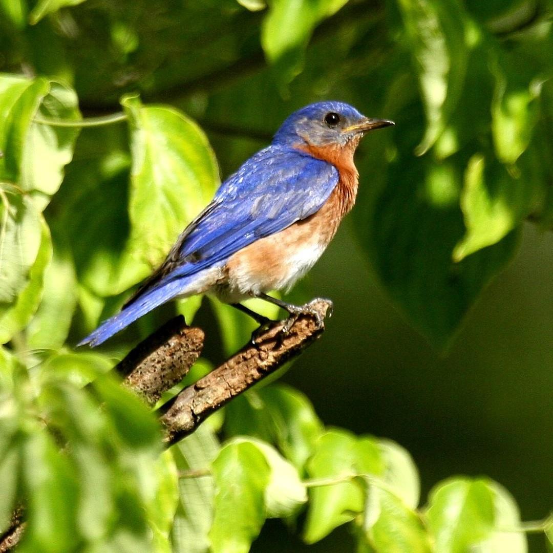 🍁 Fall into family fun on Florida's Adventure Coast! 🍂

Birdwatching isn't just for the experts - it's a perfect activity for the whole family!

Visit the Chinsegut Conservation Center for peaceful trails and bird blinds. Or join a Hernando Audubon Society guided trip to learn from the pros!

Who's ready for some autumn outdoor adventures? 🌿🐤 Click the link in bio for birding tips and the best spots to discover on #FLAdventureCoast!

#FamilyFun #AutumnAdventures #FloridaTravel #LoveFL